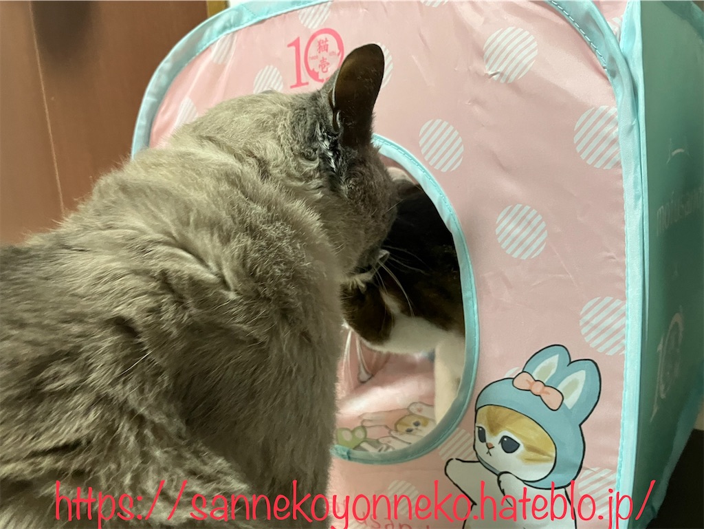 猫壱 キャットプレイキューブ