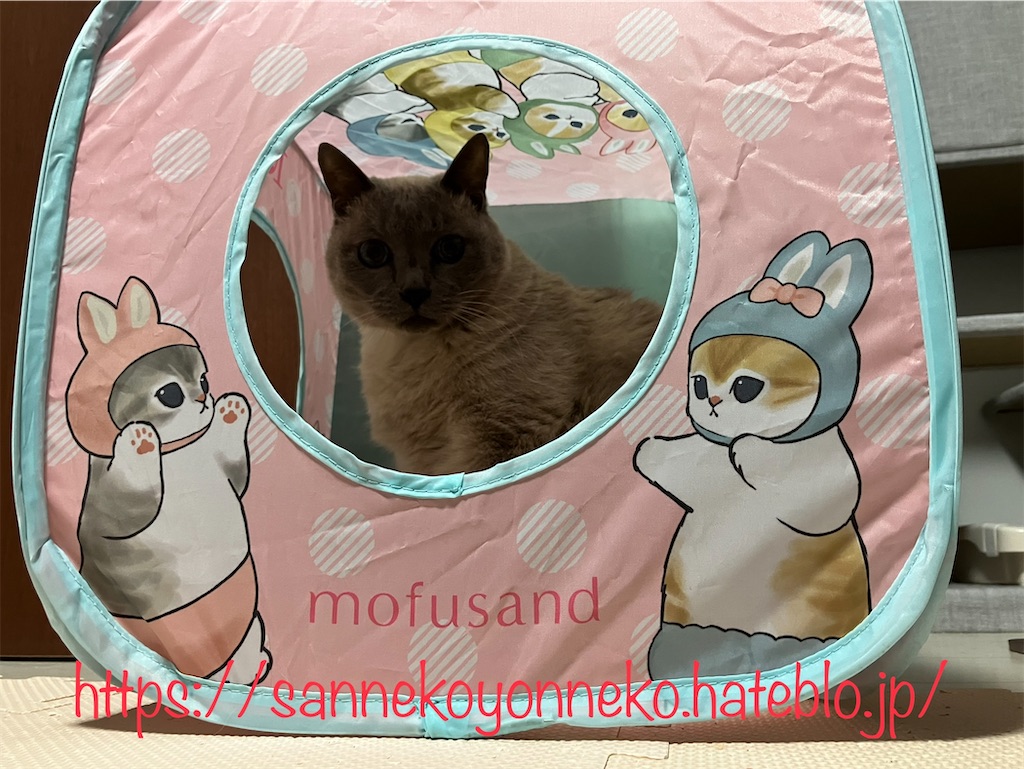猫壱 キャットプレイキューブ