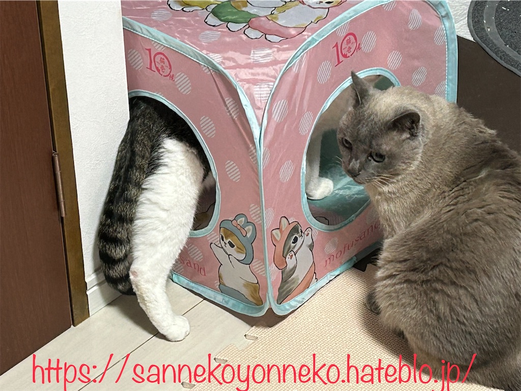 猫壱 キャットプレイキューブ