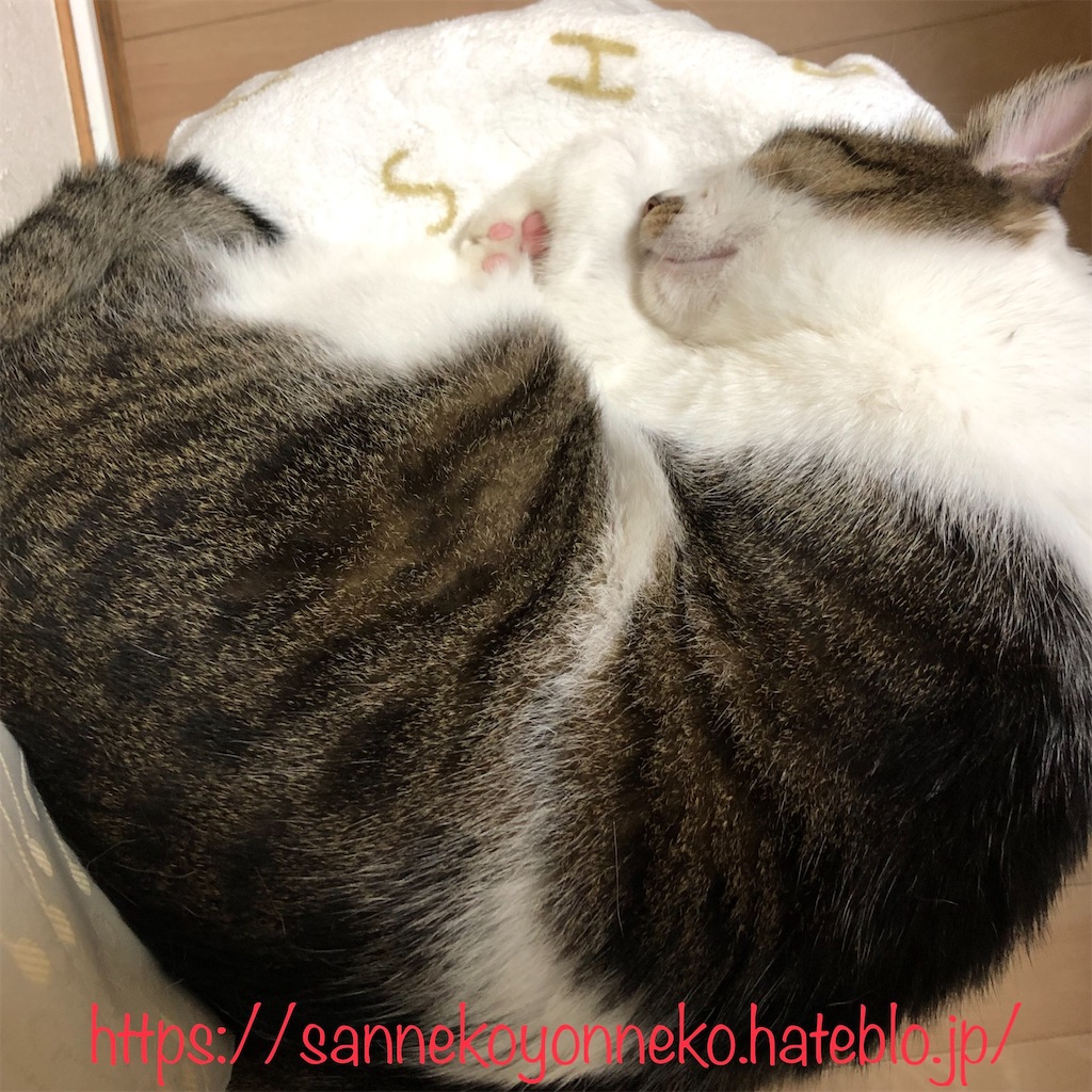 改造した猫ちぐらに、チビのニャンモナイト完成！！
