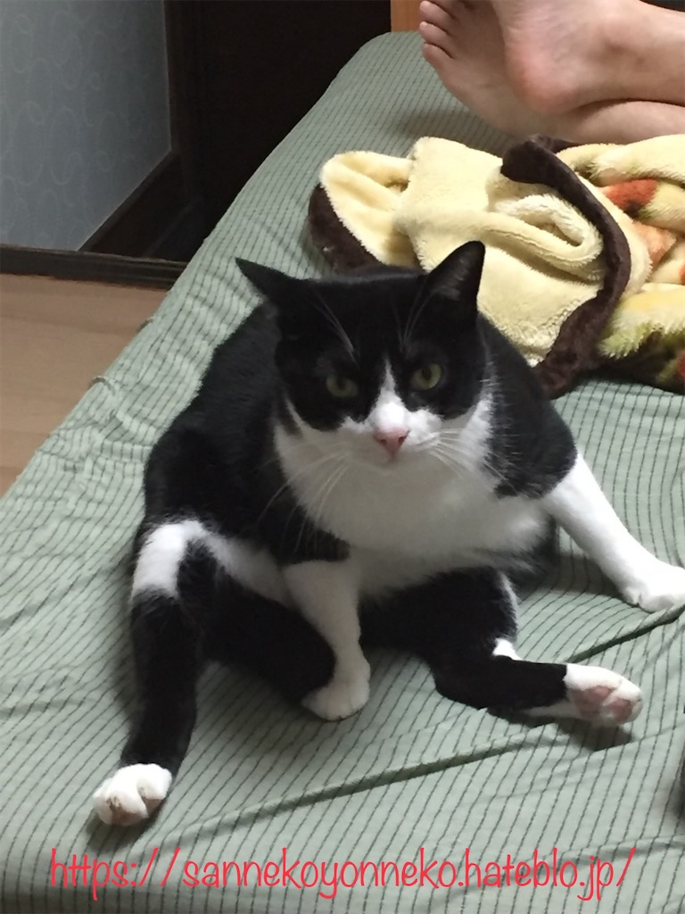 三ニャン坊さんた
