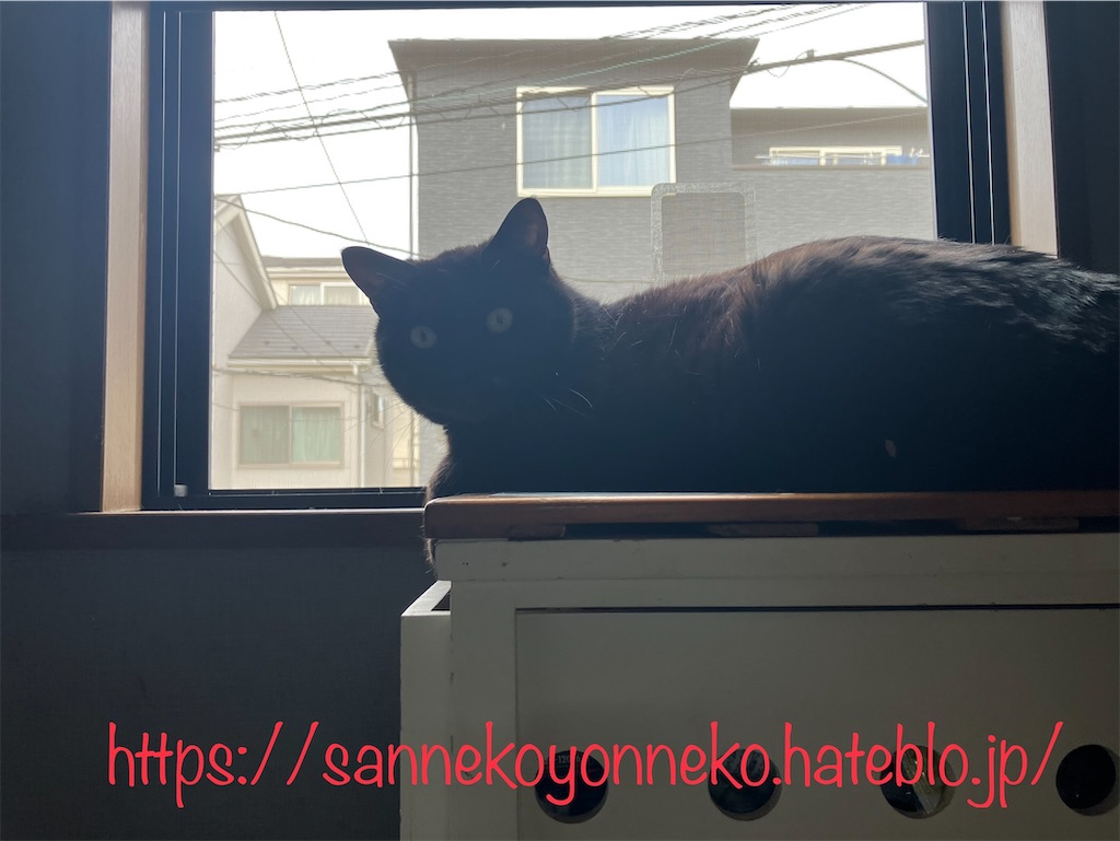 クロの順番になったのね、良かったね、クロ