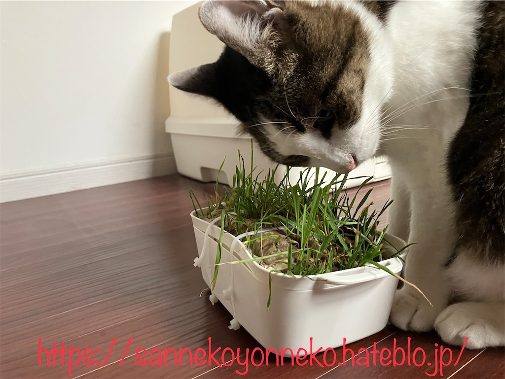 【猫草育成チャレンジ】【無印良品の猫草】たかんぼの圧