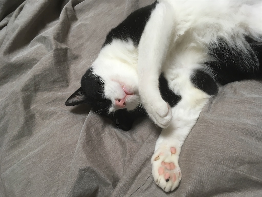 三ニャン坊さんたの肉球
