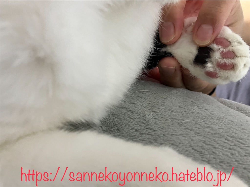 四ニャン坊たかんぼの肉球