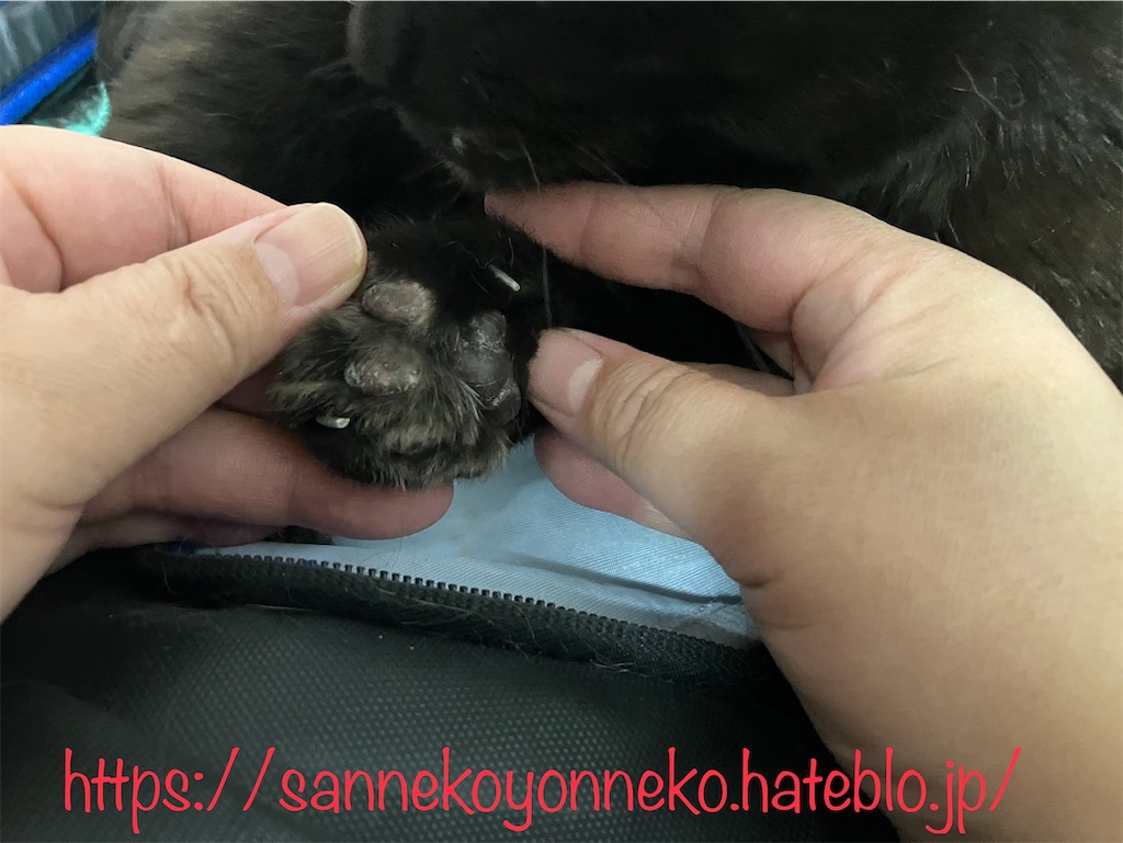 猫の肉球の秘密 長ニャン坊クロの肉球