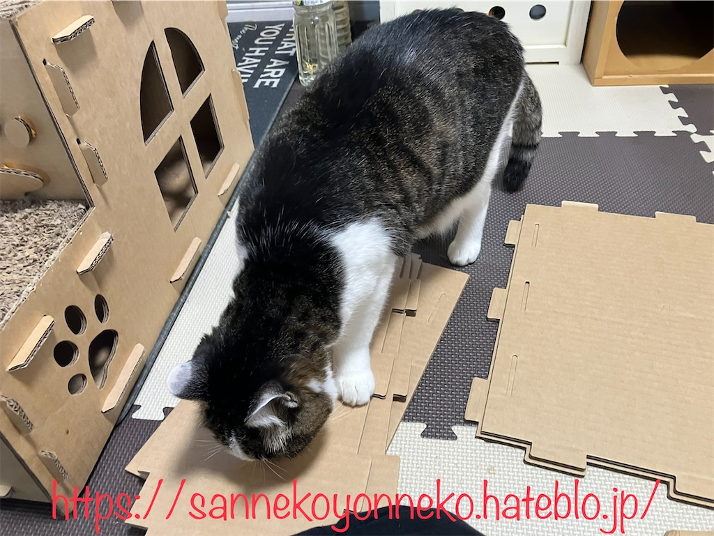 キャットステップ 説明書を取り出したところ・・・