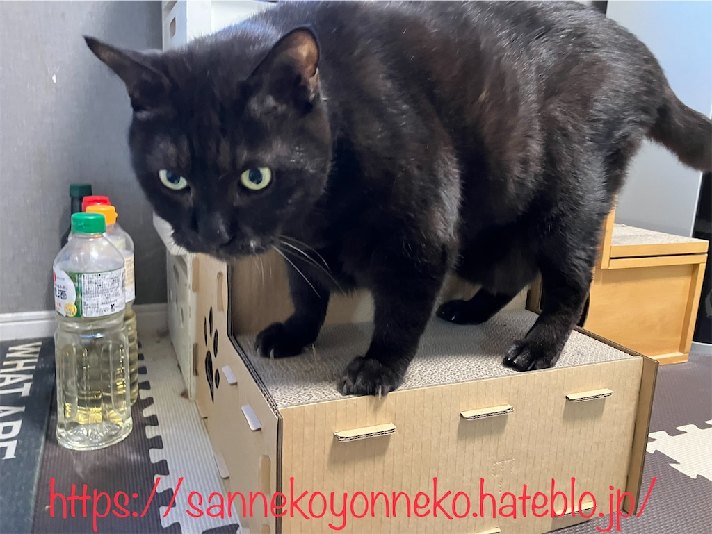 クロ、新しいキャットステップをチェック