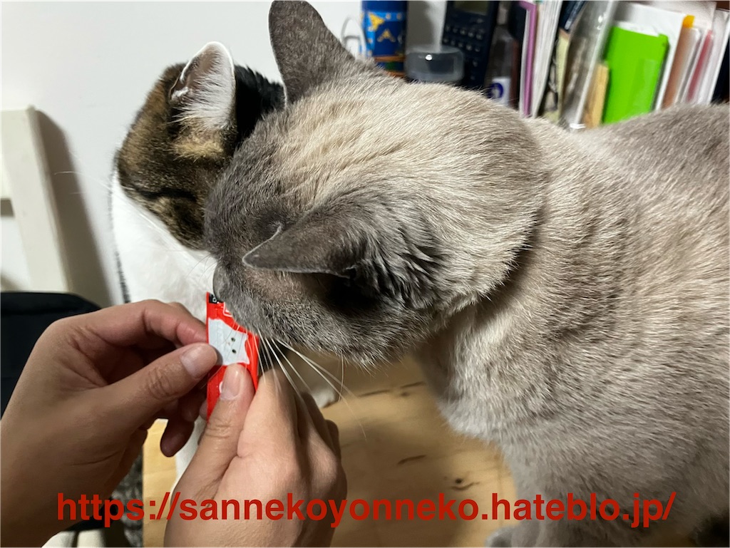ちゅ～るを食べるみゃあ