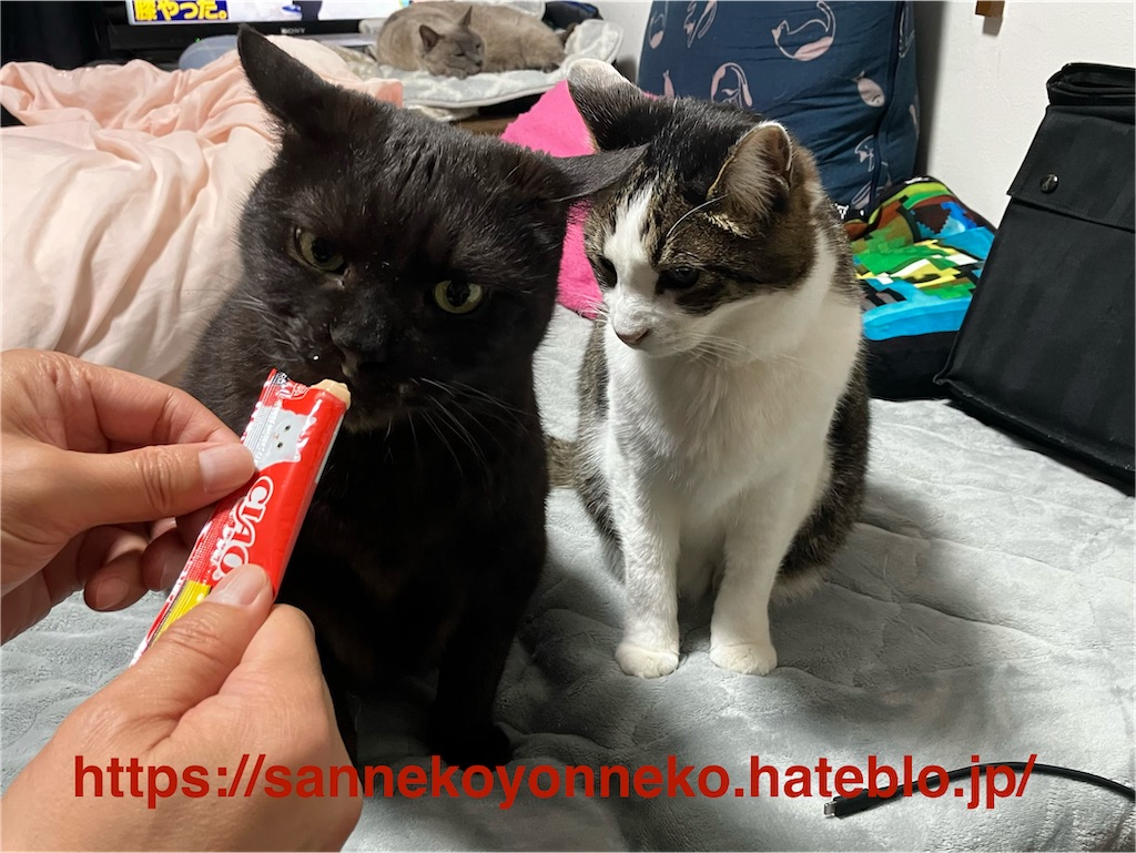 クロとちゅ～る