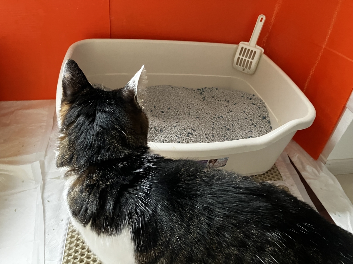 猫砂をセットしたら、早速四ニャン坊たかんぼが！！