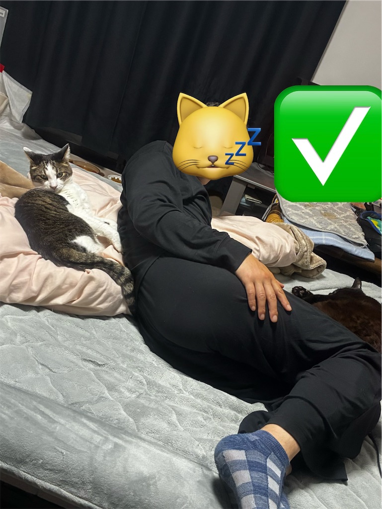 気づいたらこうなってた、猫との距離感