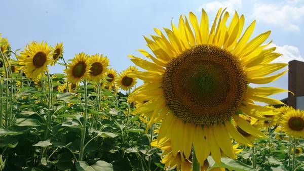浜名湖ガーデンパーク 土用の今は青空とひまわり畑が遺影の背景にも最高 Sannigoのアラ還日記