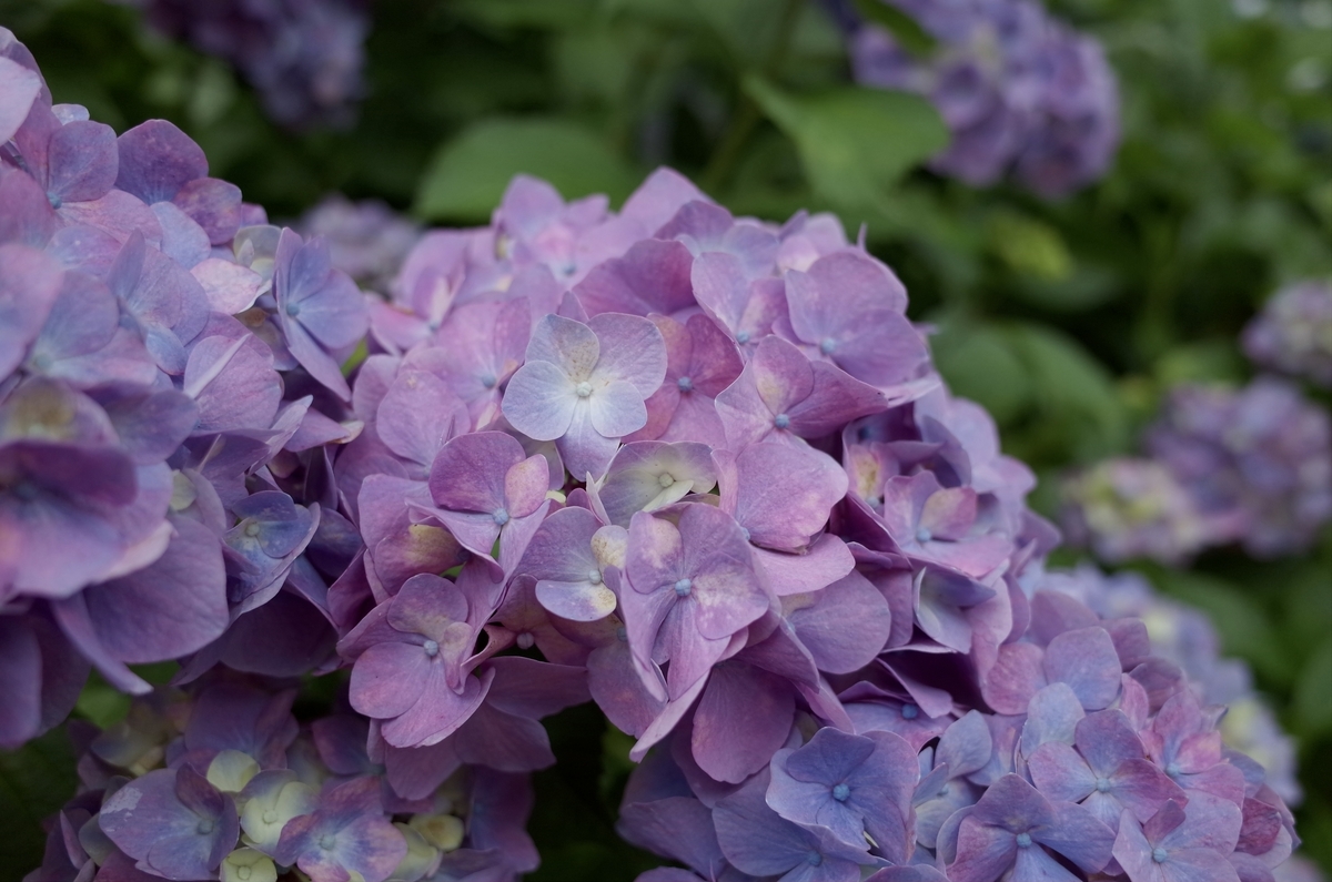 紫の紫陽花