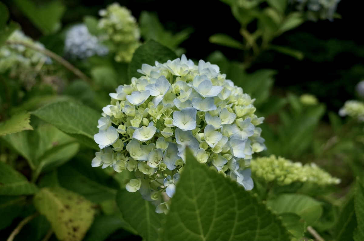 白と水色の紫陽花