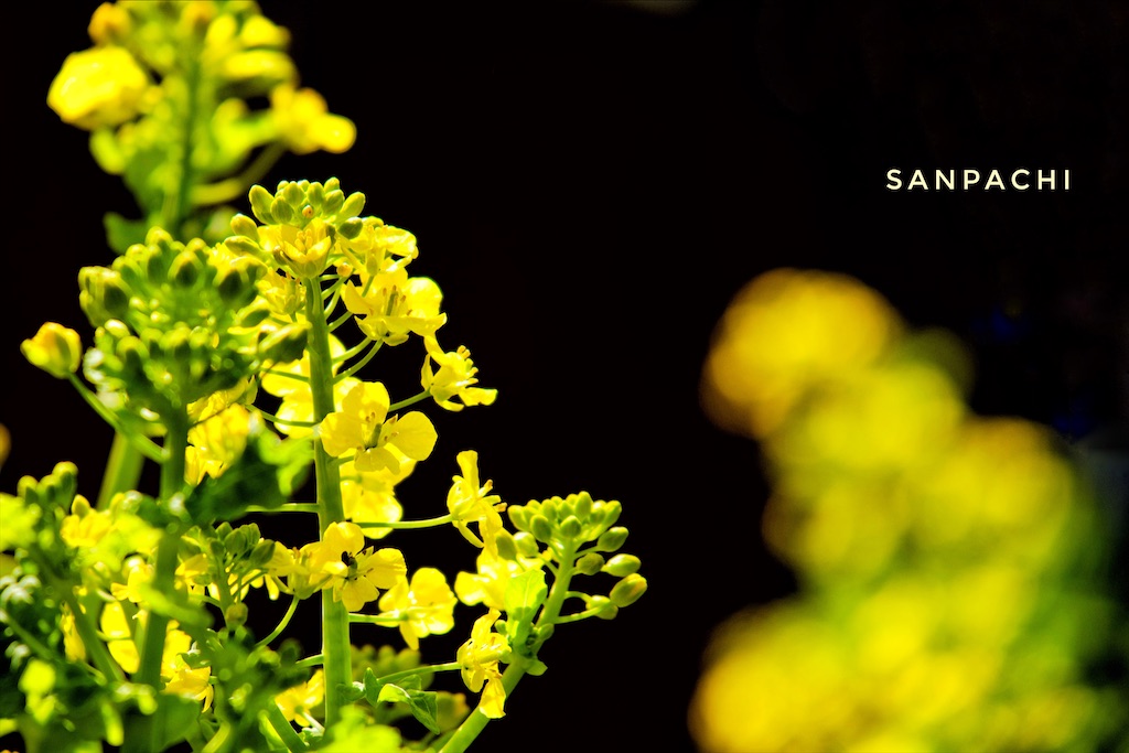 f:id:sanpachisan:20220315211529j:image