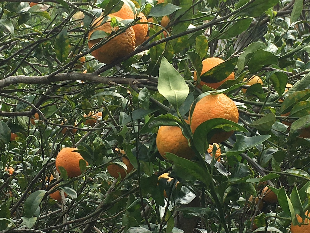 f:id:sanpinchan:20170204182215j:image