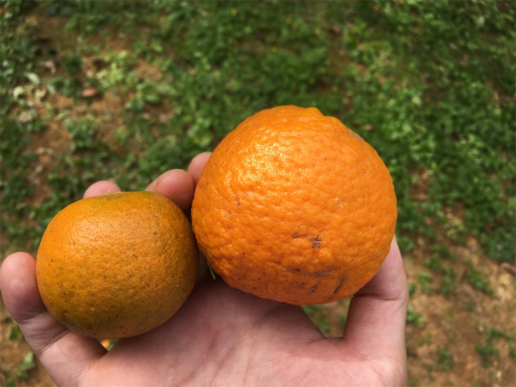 f:id:sanpinchan:20170204182234j:image