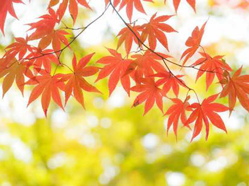 f:id:sanpo-matome:20171110143922j:plain f:id:sanpo-matome:20171110143922j:plain