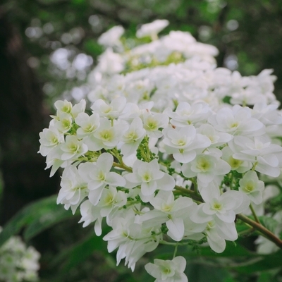 f:id:sanpo_kurashi:20200628013930j:plain f:id:sanpo_kurashi:20200628013930j:plain