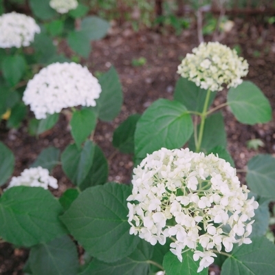 f:id:sanpo_kurashi:20200628014025j:plain f:id:sanpo_kurashi:20200628014025j:plain