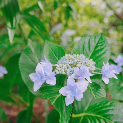 f:id:sanpo_kurashi:20200628014056j:plain f:id:sanpo_kurashi:20200628014056j:plain