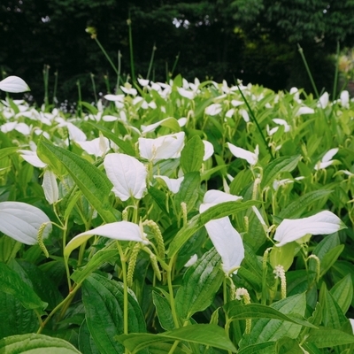 f:id:sanpo_kurashi:20200628014228j:plain f:id:sanpo_kurashi:20200628014228j:plain