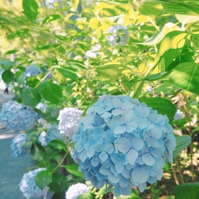 f:id:sanpo_kurashi:20200708022934j:plain f:id:sanpo_kurashi:20200708022934j:plain
