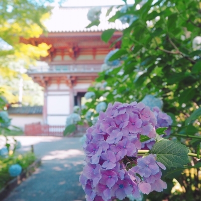 f:id:sanpo_kurashi:20200708023002j:plain f:id:sanpo_kurashi:20200708023002j:plain