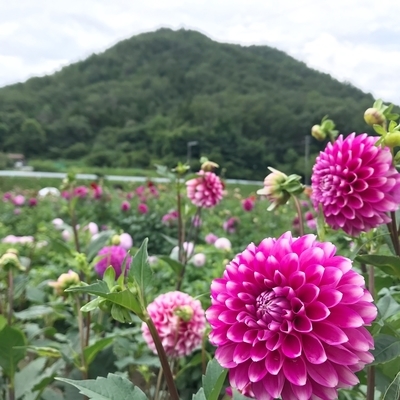 f:id:sanpo_kurashi:20200811004602j:plain f:id:sanpo_kurashi:20200811004602j:plain