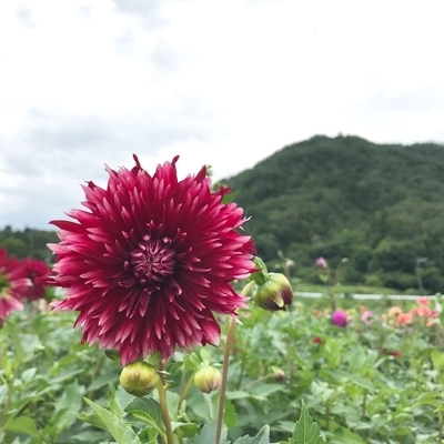 f:id:sanpo_kurashi:20200811004653j:plain f:id:sanpo_kurashi:20200811004653j:plain