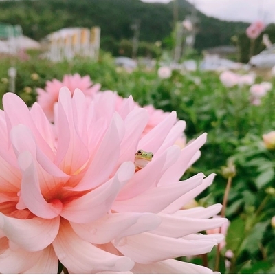 f:id:sanpo_kurashi:20200811004732j:plain f:id:sanpo_kurashi:20200811004732j:plain