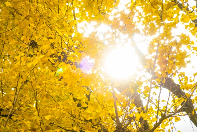 f:id:sanpouji:20190522134925j:plain f:id:sanpouji:20190522134925j:plain