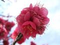 [花]紅梅