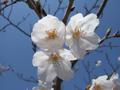 [花][桜]建長寺のサクラ