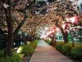 [夜景][桜]お堀端通り桜並木（ライトアップ）