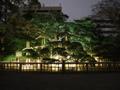 [夜景][庭園]浜離宮恩賜庭園「桜・春の庭園灯り遊び」 