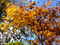 日光山内の紅葉