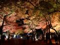 [夜景][紅葉]月の石もみじ公園（ライトアップ）