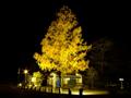 [夜景][紅葉]宝登山神社のメタセコイア（ライトアップ）