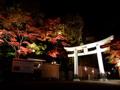 [夜景][紅葉]宝登山神社境内（ライトアップ）