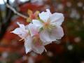 [花]小石川後楽園の冬桜