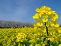 [花]権現堂堤の菜の花