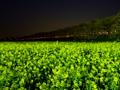 [夜景]権現堂堤の菜の花畑