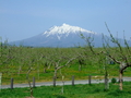 [眺望]弘前りんご公園と岩木山