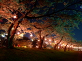 [夜景]五稜郭の夜桜