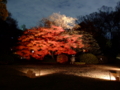 [夜景][紅葉]六義園ライトアップ