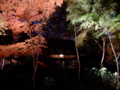 [夜景][紅葉]六義園ライトアップ