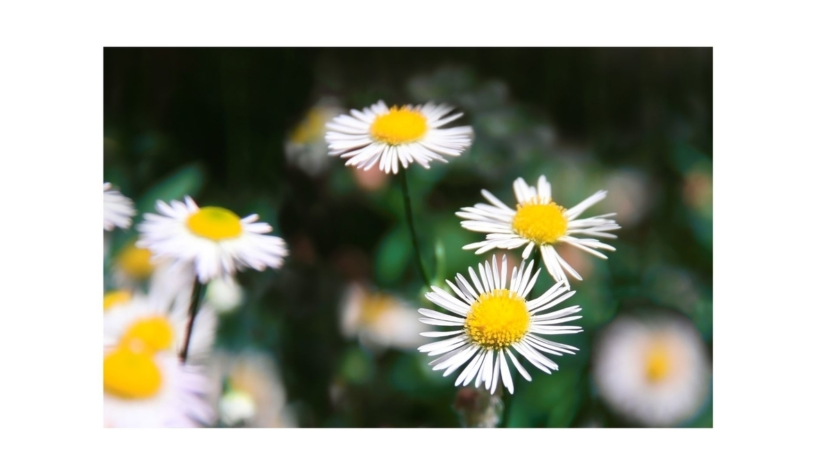 f:id:sanrisesansan:20190806012422j:plain f:id:sanrisesansan:20190806012422j:plain