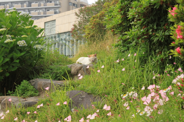 f:id:sans-tetes:20090524153125j:image